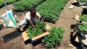 Packaging seedlings for transport from Meki