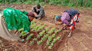 Preparing seedlings for relocation.