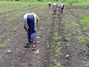 Planting the Bean Seeds