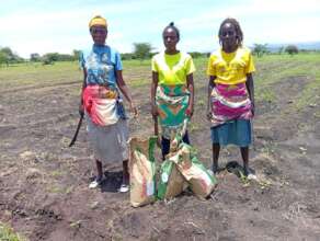 Planting French Beans