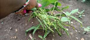 Beans are Ready for harvest