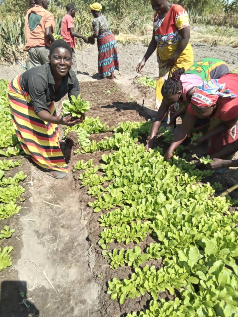 Malawian farmers harvest mustard greens seedlings