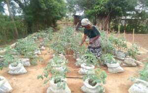Farmer growing tomatoes in grow bags