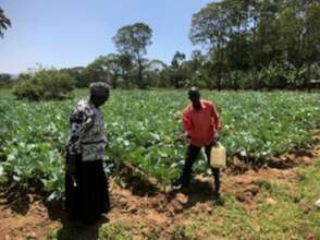 Farmers growing spinach