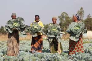 Cabbage harvest, Birhan Ladies, Ethiopia