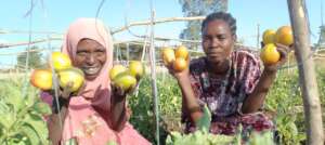 Tomato harvest, Birhan Ladies, Ethiopia