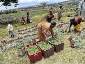 Successful spring harvest that will feed families