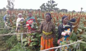 Women's cooperative with their quinoa