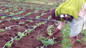 Fate working with young cabbage.