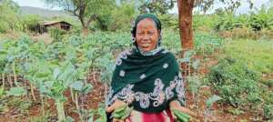 Pepper harvest, Gotche farmer, Ethiopia