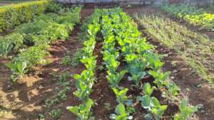 Rows of thriving vegetables in western Kenya