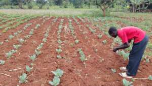 A farmer with his collard patch
