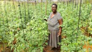 A woman in a community run tomato field