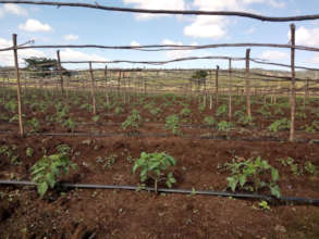 Tomato saplings