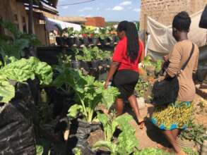 Abundant veggies in an urban garden