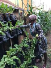 Tending to an urban household garden