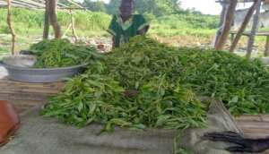 Woman farmer with harvest