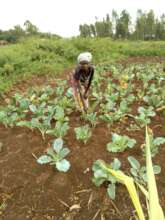 A farmer with her new vegetable crops