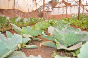 Cabbage Growing