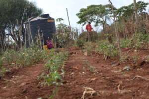 Garden Fed by Water Tank