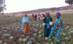 GrowEastAfrica cabbage harvest