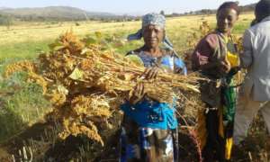 GrowEastAfrica quinoa harvest.