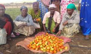 GrowEastAfrica tomato harvest.