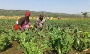 GrowEastAfrica farmers picking swiss chard.