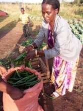 Pepper harvest