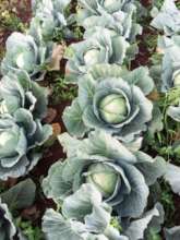 Cabbages