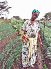 Fate harvesting carrots.