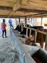 Cowshed