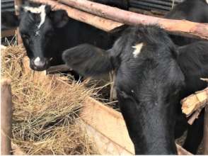 Dolly and Dotty at Agatha Amani House