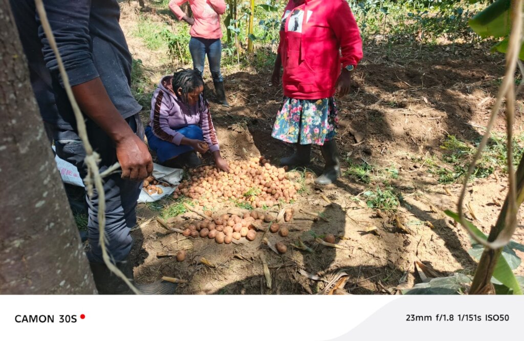 Harvesting of potatoes