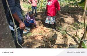 Harvesting of potatoes