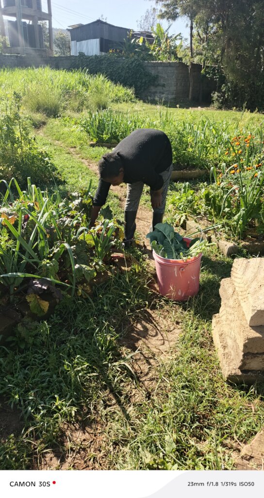 Woman harvesting vegetables