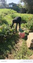 Woman harvesting vegetables