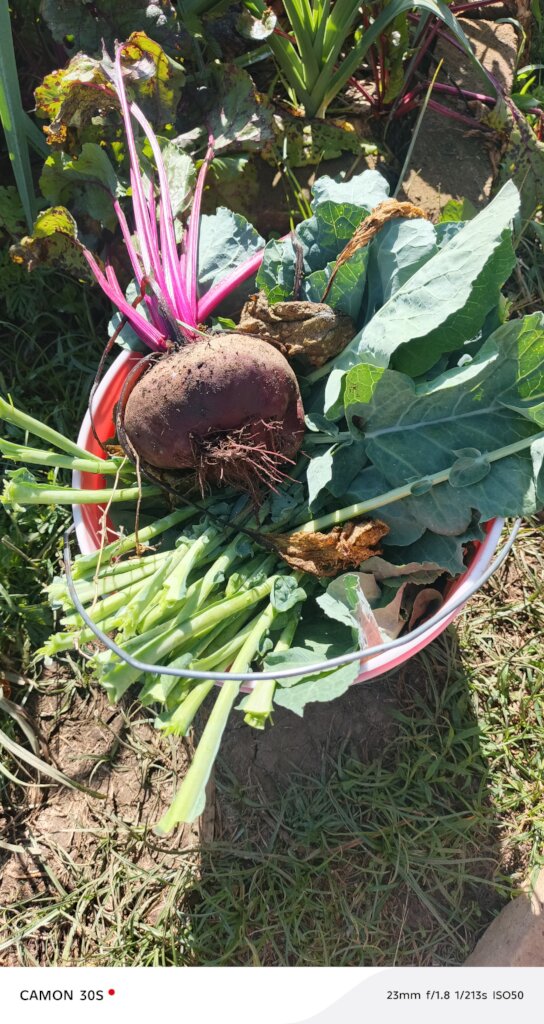 Freshly harvested vegetables ready for consumption