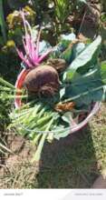 Freshly harvested vegetables ready for consumption