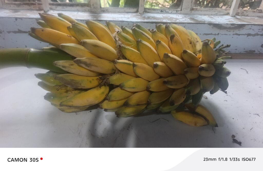 Well ripe sweet banana from the permaculture farm