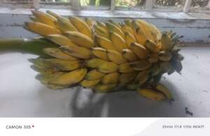 Well ripe sweet banana from the permaculture farm