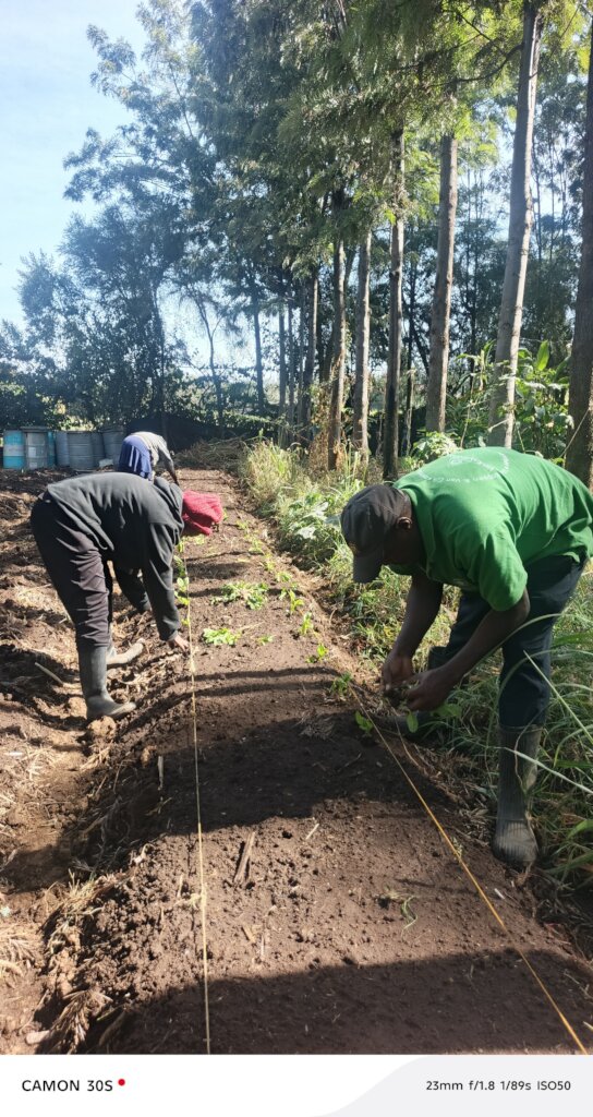 Planting of the vegetables
