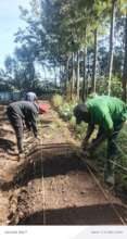Planting of the vegetables