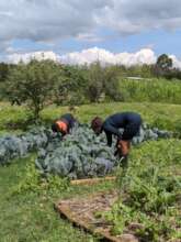 Harvesting of vegetables