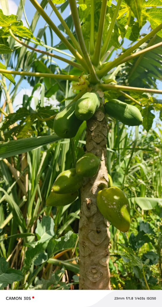 Pawpaw production supporting food security