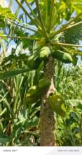 Pawpaw production supporting food security