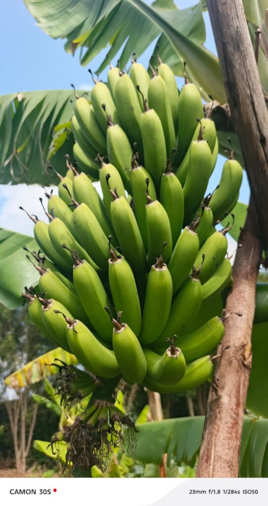 Banana farming