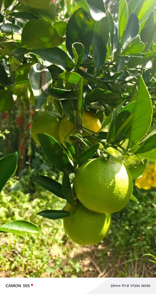 Fruit tress supporting nutrition