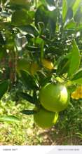 Fruit tress supporting nutrition