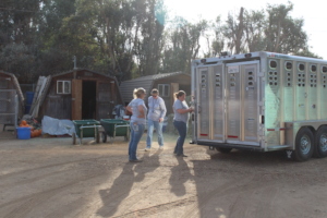 The horse stock trailer in use, Woolsey Fire